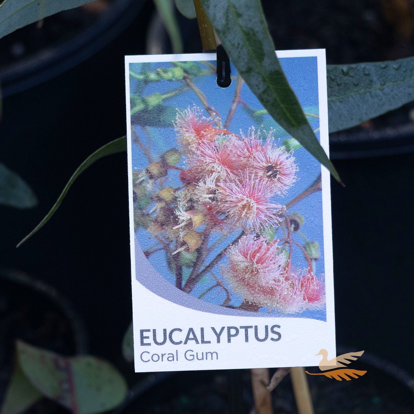 Eucalyptus Torquata - 14cm Pot