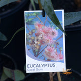 Eucalyptus Torquata - 14cm Pot