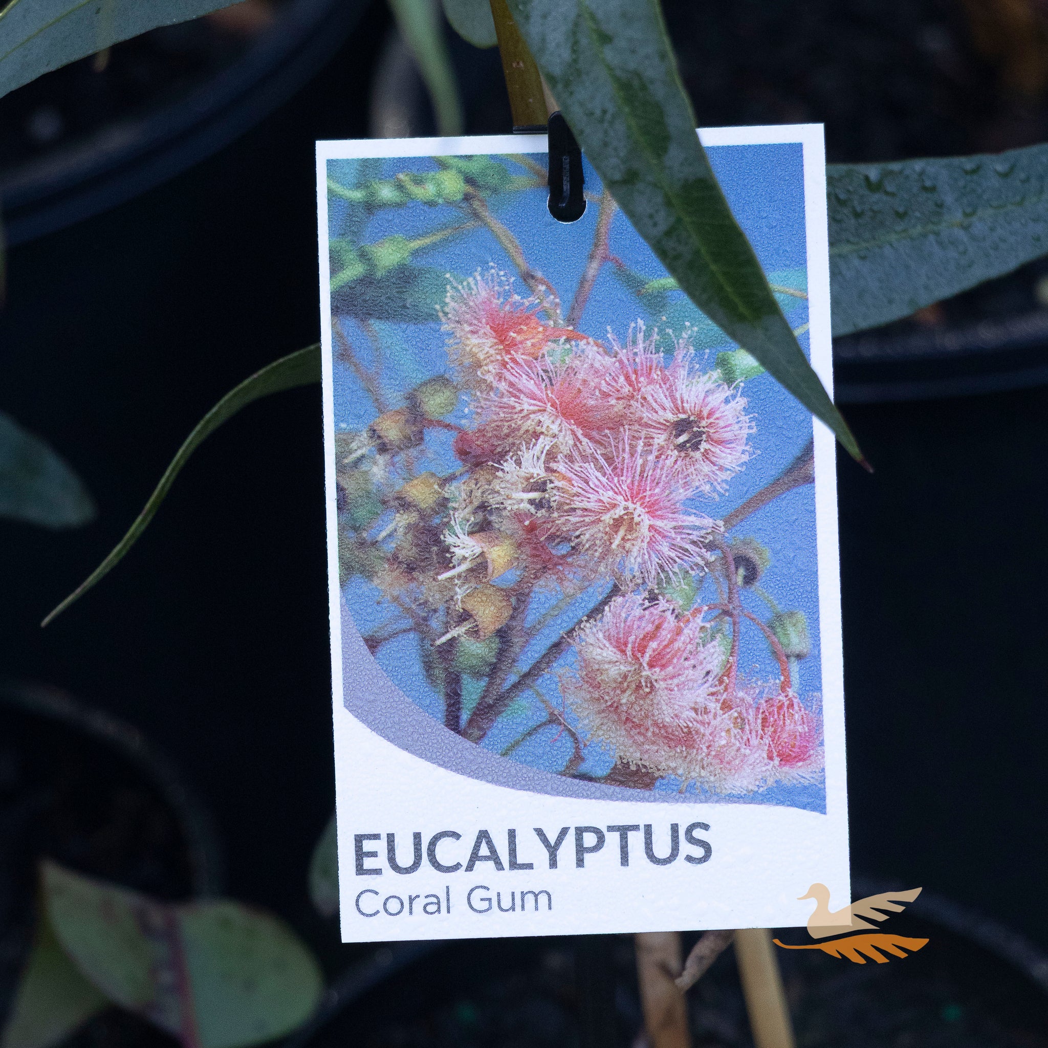Eucalyptus Torquata - 14cm Pot