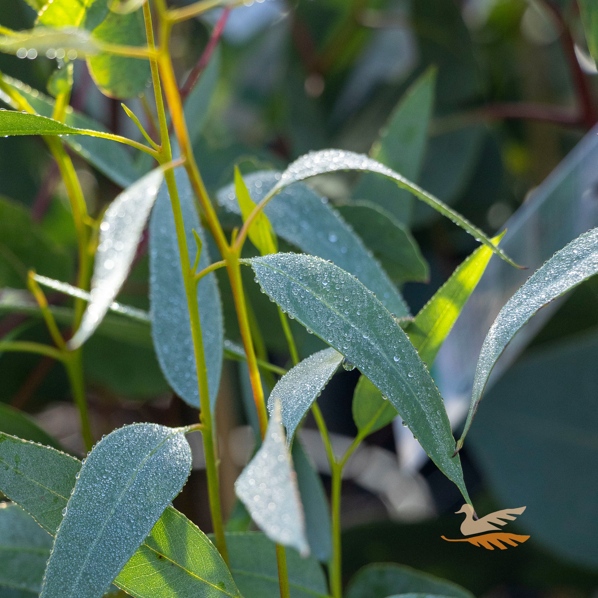 Eucalyptus Torquata - 14cm Pot
