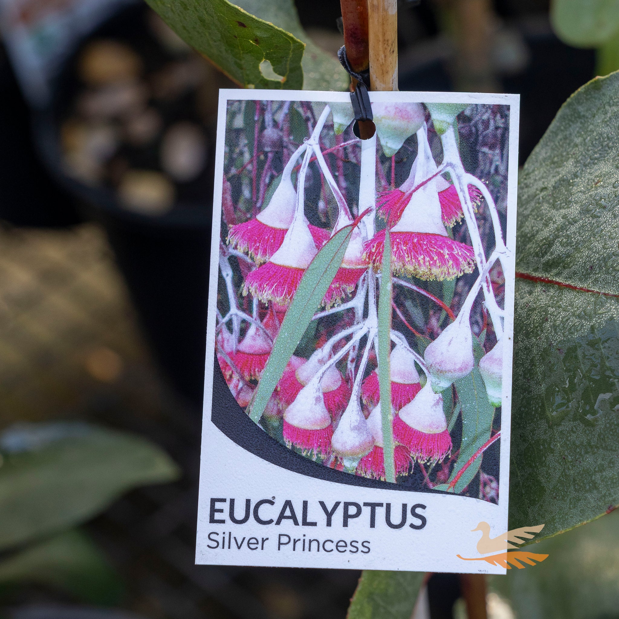 Eucalyptus Silver Princess - 14cm Pot