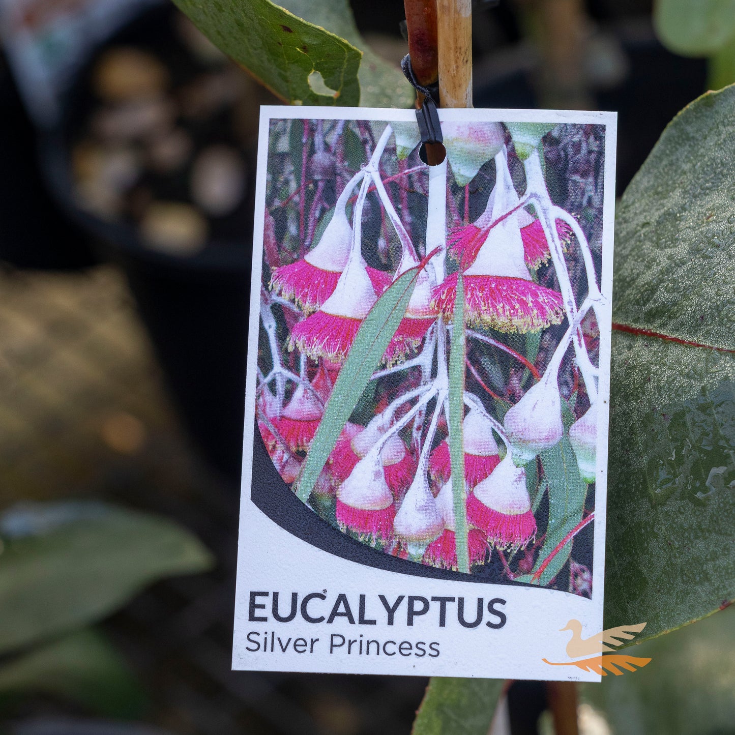 Eucalyptus Silver Princess - 27cm Pot