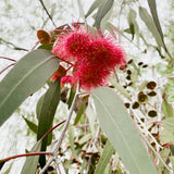 Eucalyptus Silver Princess - 27cm Pot