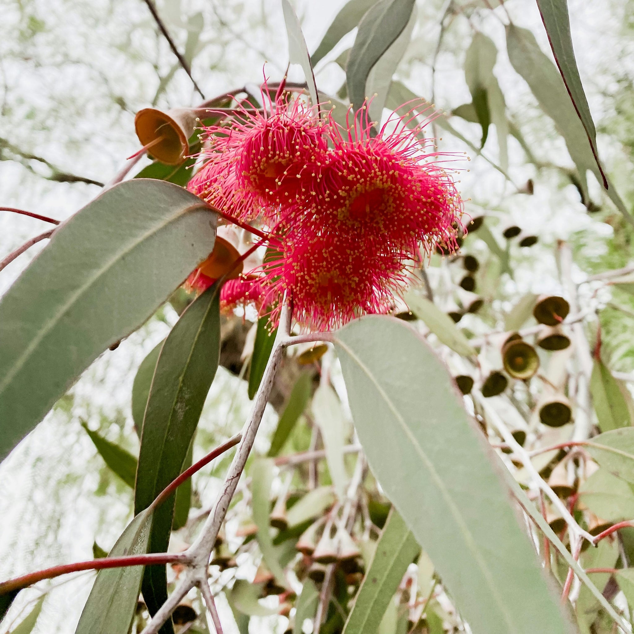 Eucalyptus Silver Princess - 33cm Pot