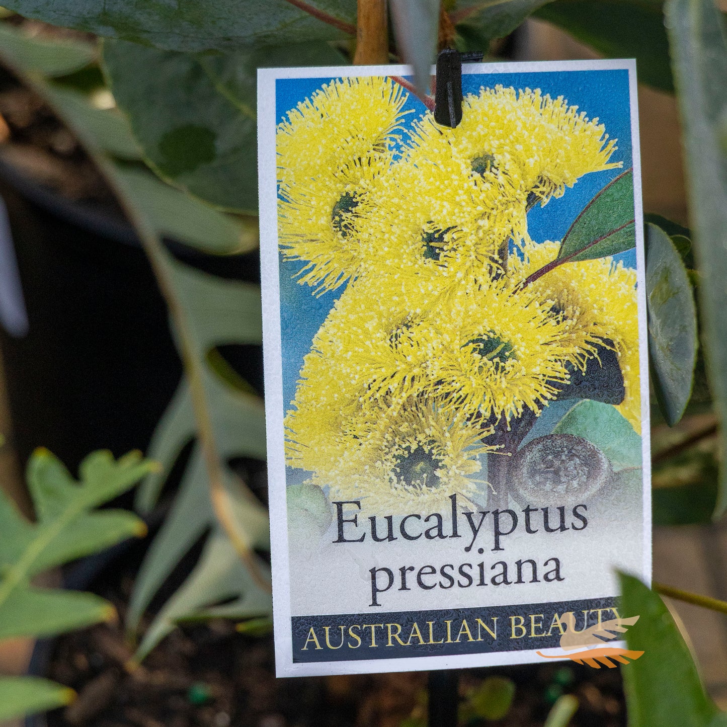 Eucalyptus Pressiana - 14cm Pot