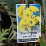 Eucalyptus Pressiana - 14cm Pot