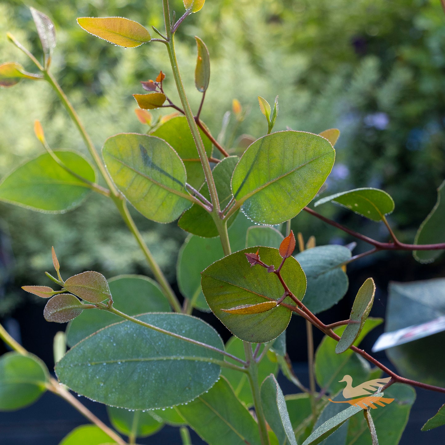 Eucalyptus Pressiana - 14cm Pot