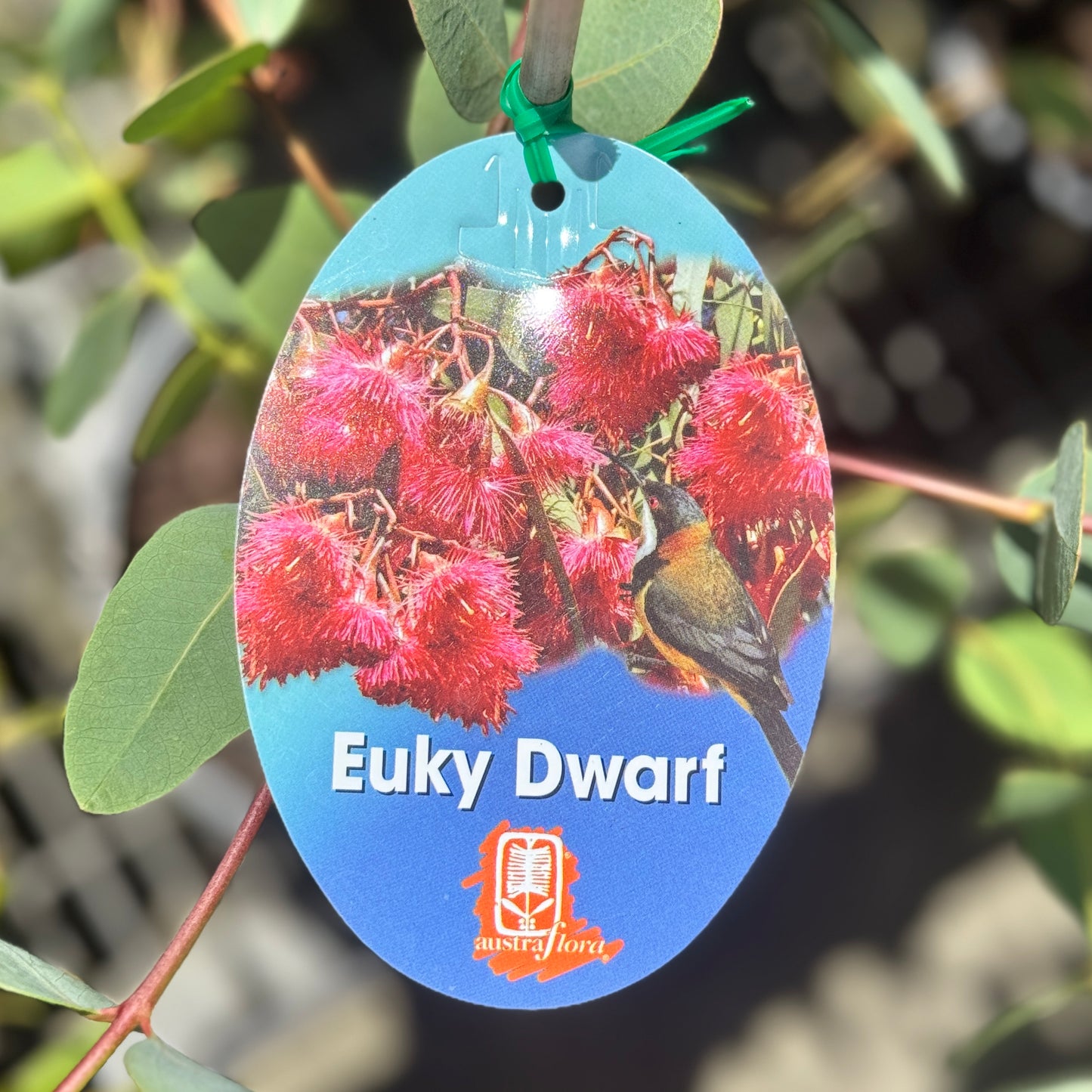 Eucalyptus Euky Dwarf - 20cm Pot