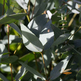 Eucalyptus Euky Dwarf - 20cm Pot
