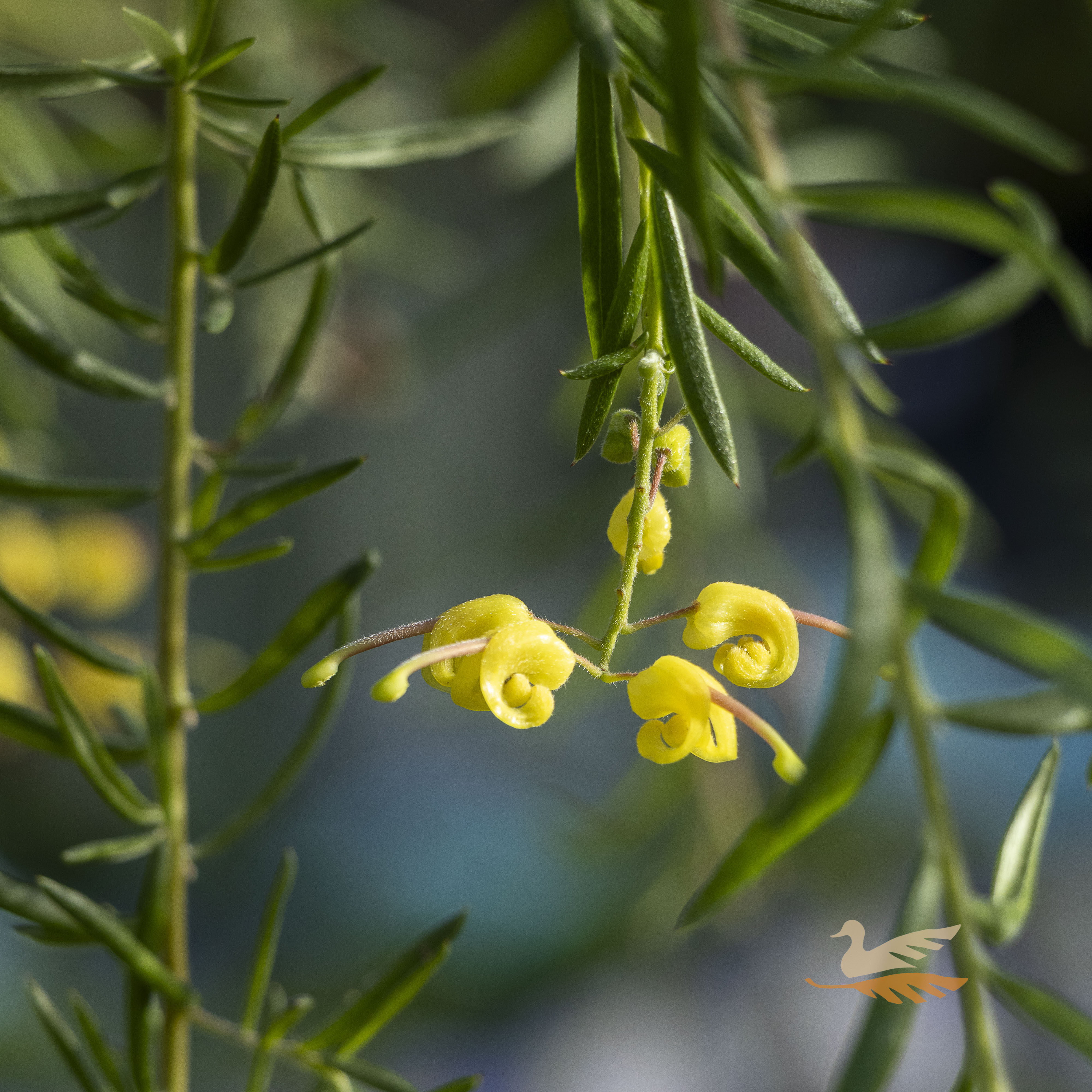 Grevillea Lemon Daze 1.2m Standard - 30cm Pot – Warran Glen Garden ...