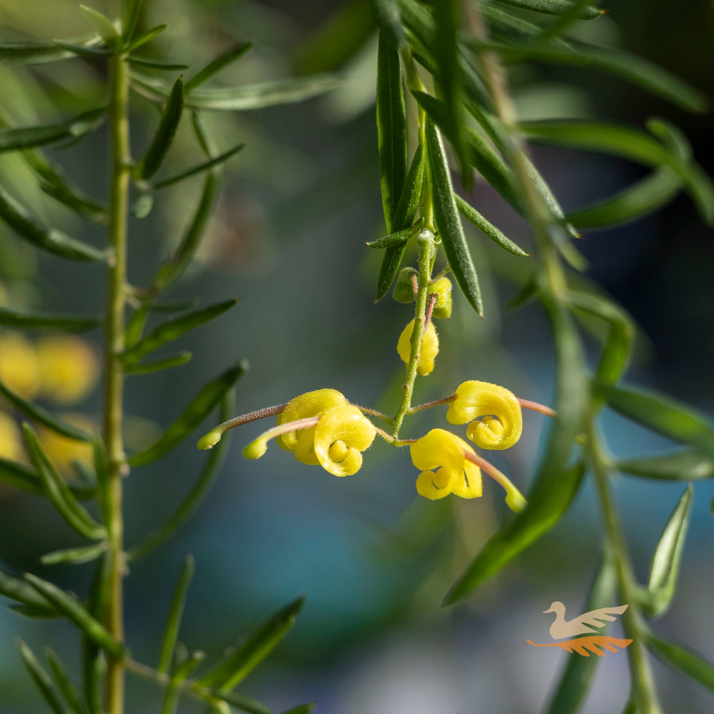 Grevillea Lemon Daze 1.2m Standard - 30cm Pot
