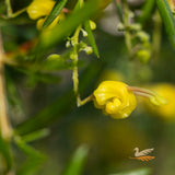 Grevillea Lemon Daze 1.2m Standard - 30cm Pot