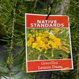 Grevillea Lemon Daze 1.2m Standard - 30cm Pot