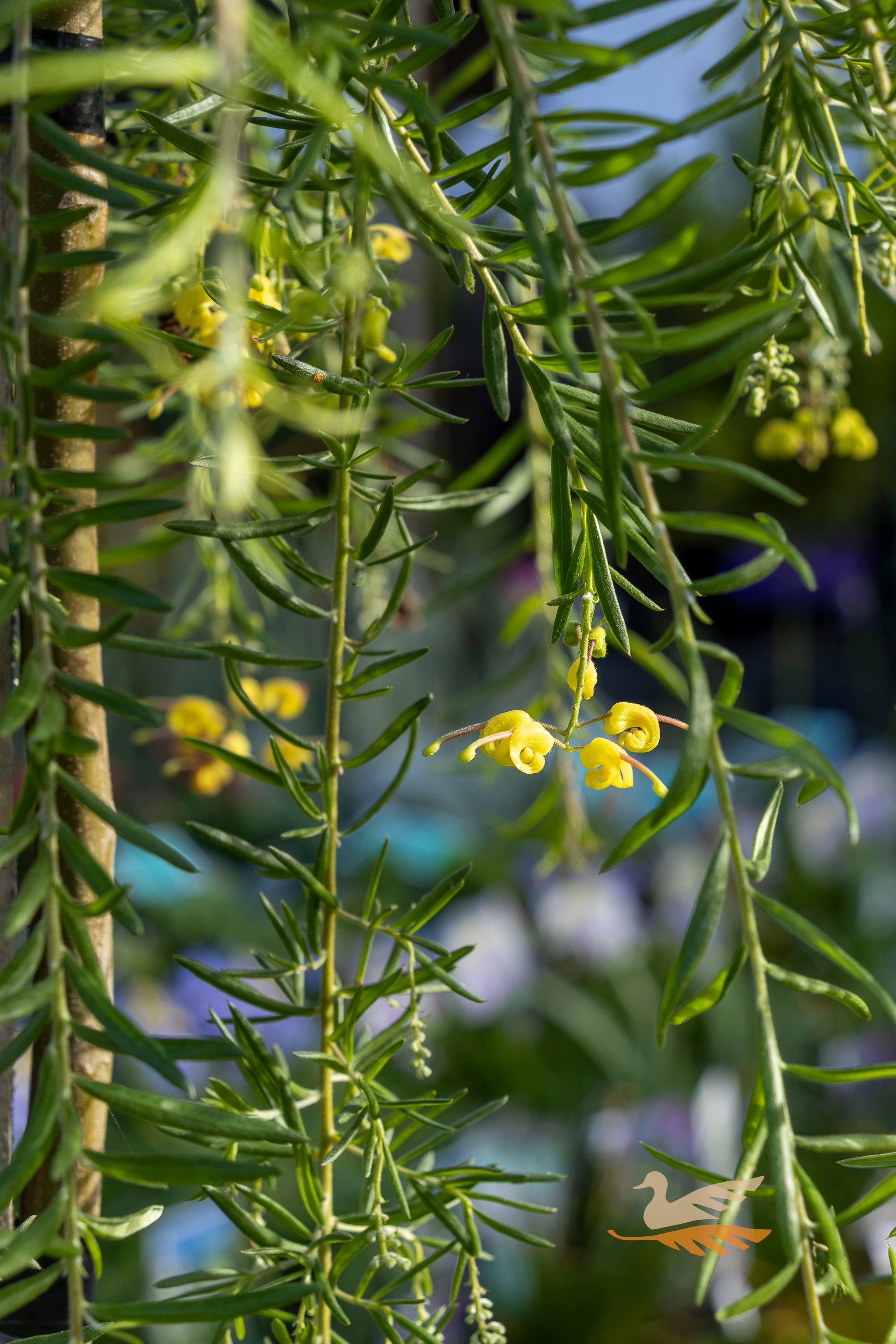 Grevillea Lemon Daze 1.2m Standard - 30cm Pot