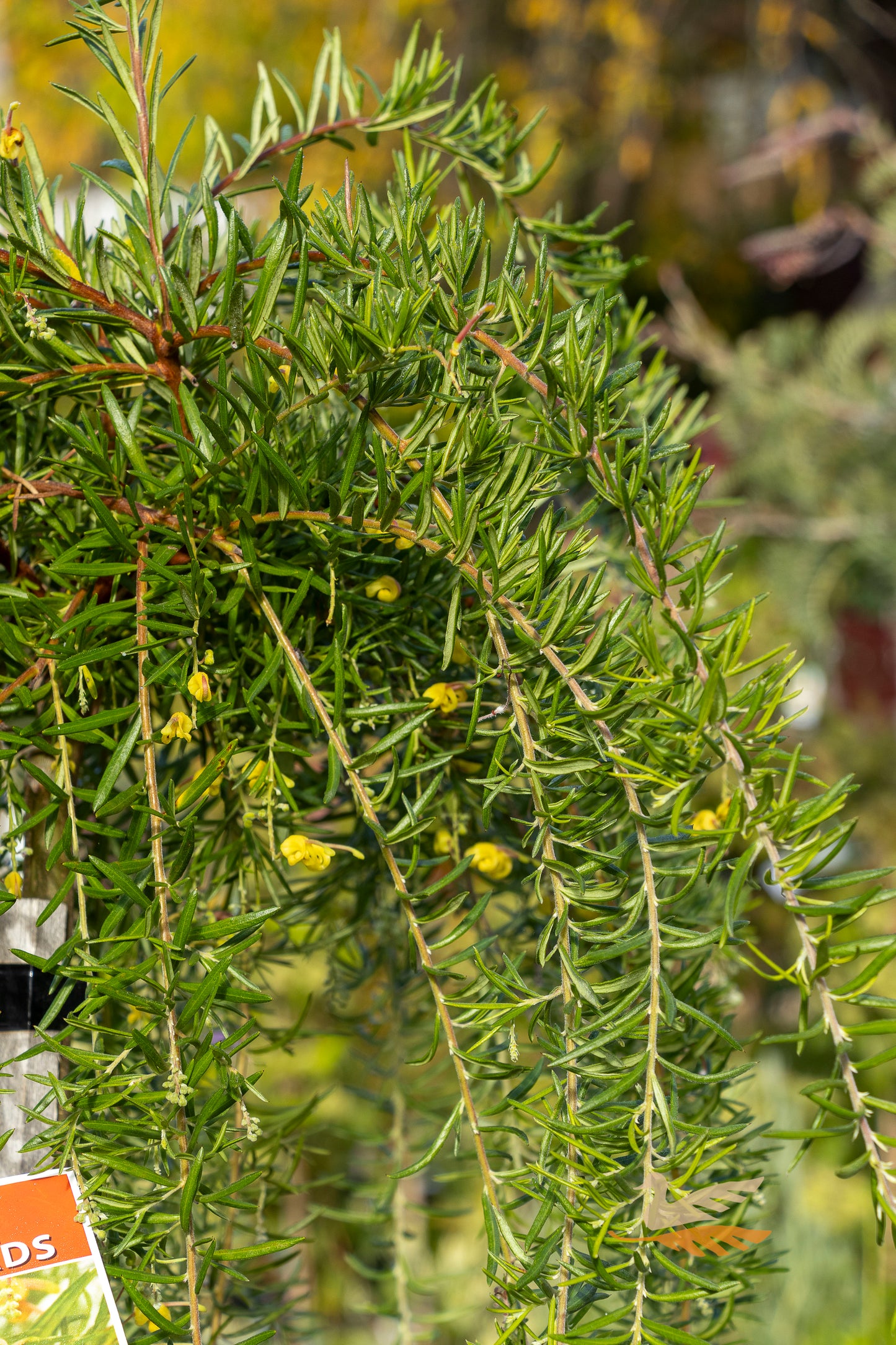 Grevillea Lemon Daze 1.2m Standard - 30cm Pot