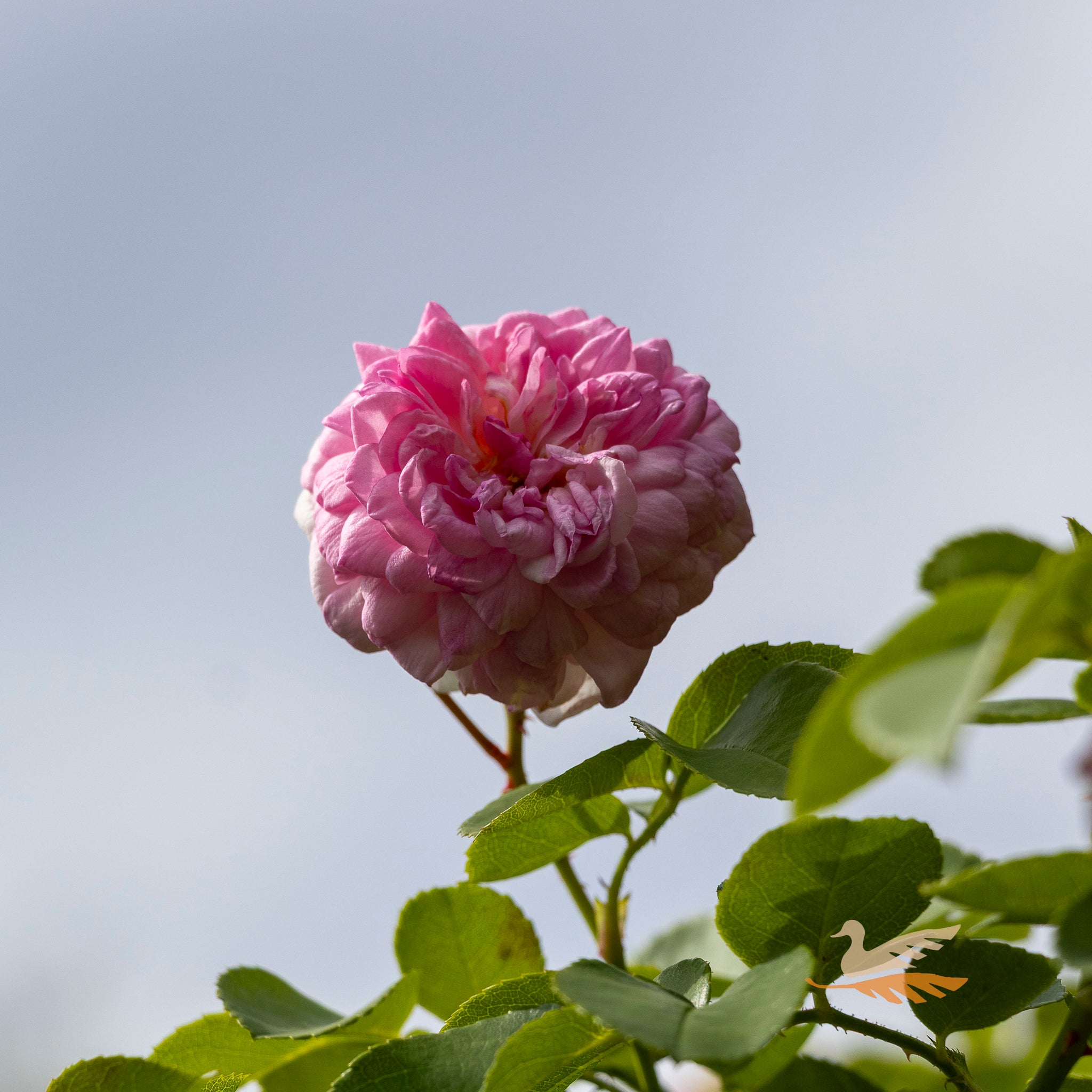 Standard Rose Jasmina - 6ft/180cm | 30cm  Pot