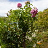 Standard Rose Jasmina - 6ft/180cm | 30cm  Pot