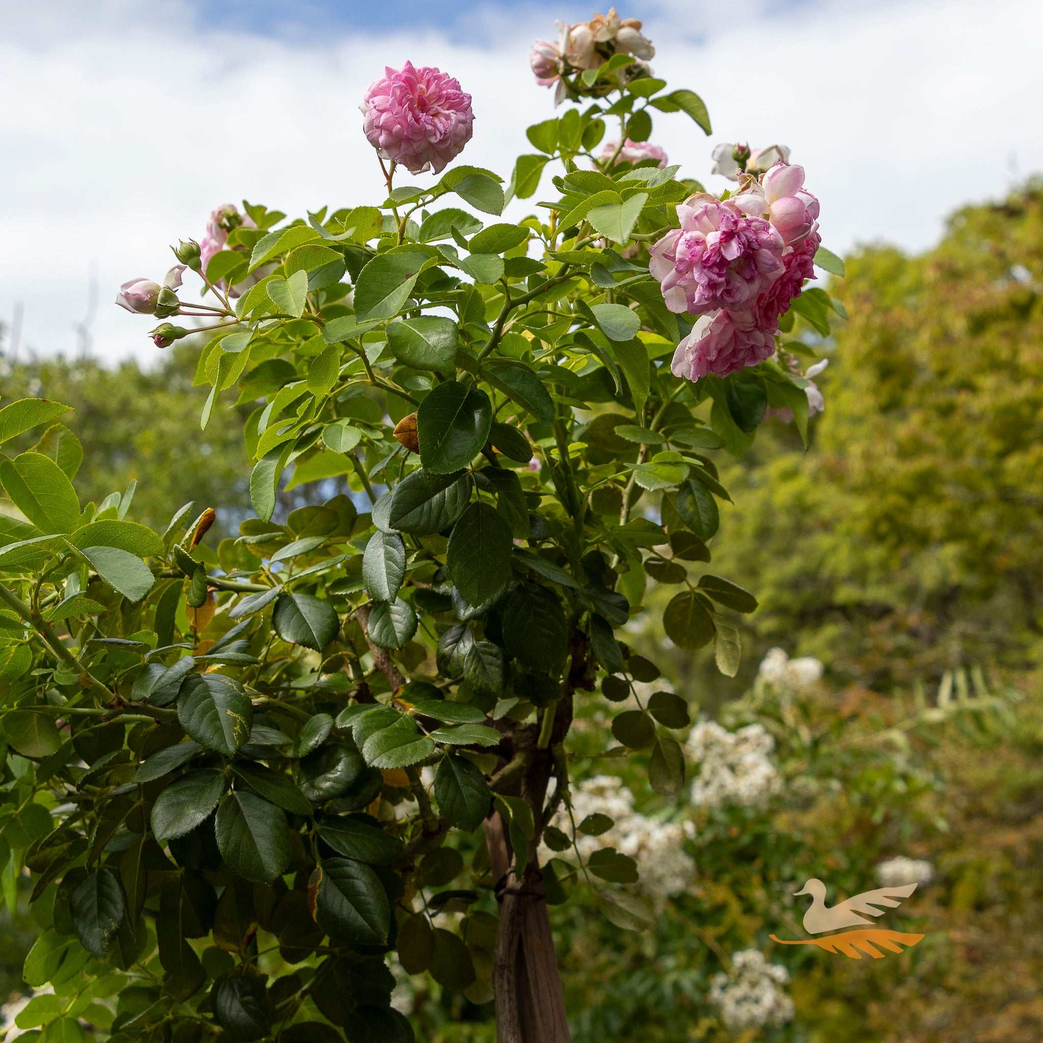 Standard Rose Jasmina - 6ft/180cm | 30cm  Pot