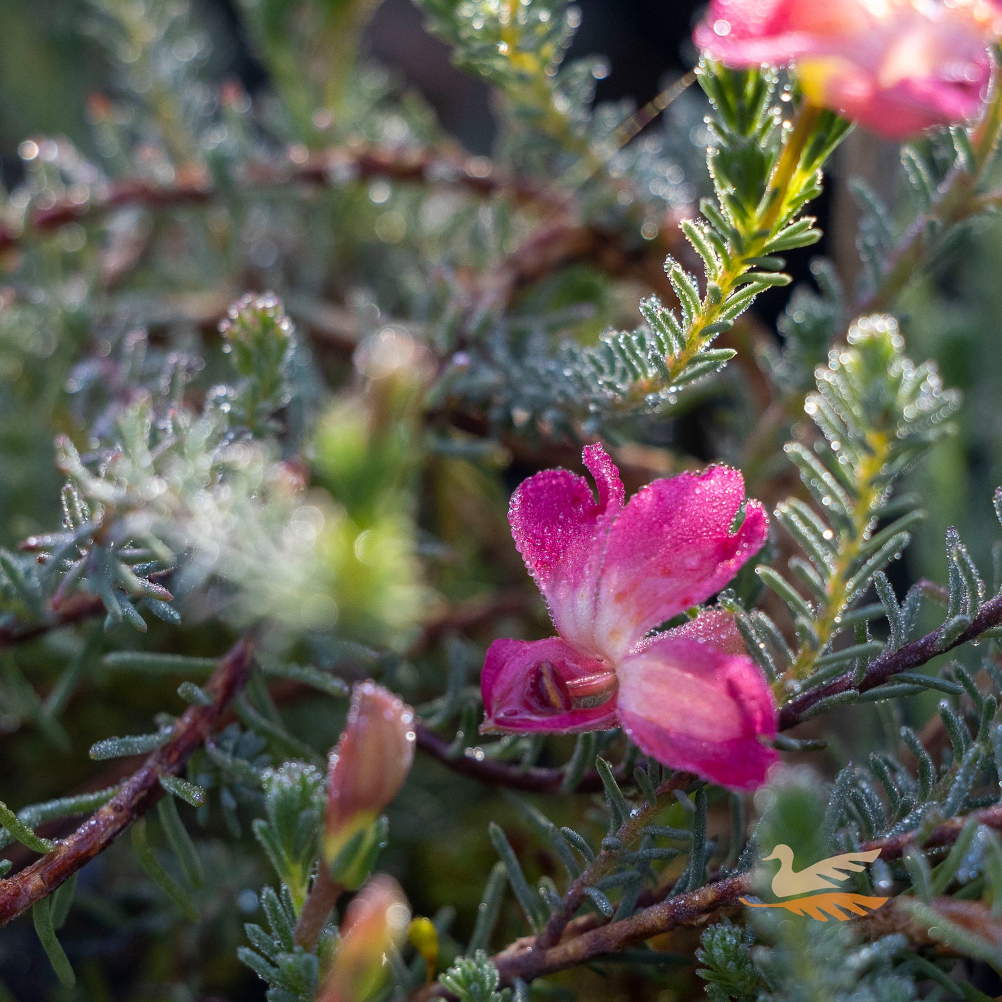 Lechenaultia Strawberry Sundae - 14cm Pot