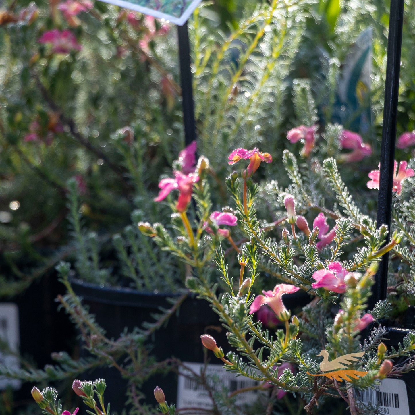 Lechenaultia Strawberry Sundae - 14cm Pot