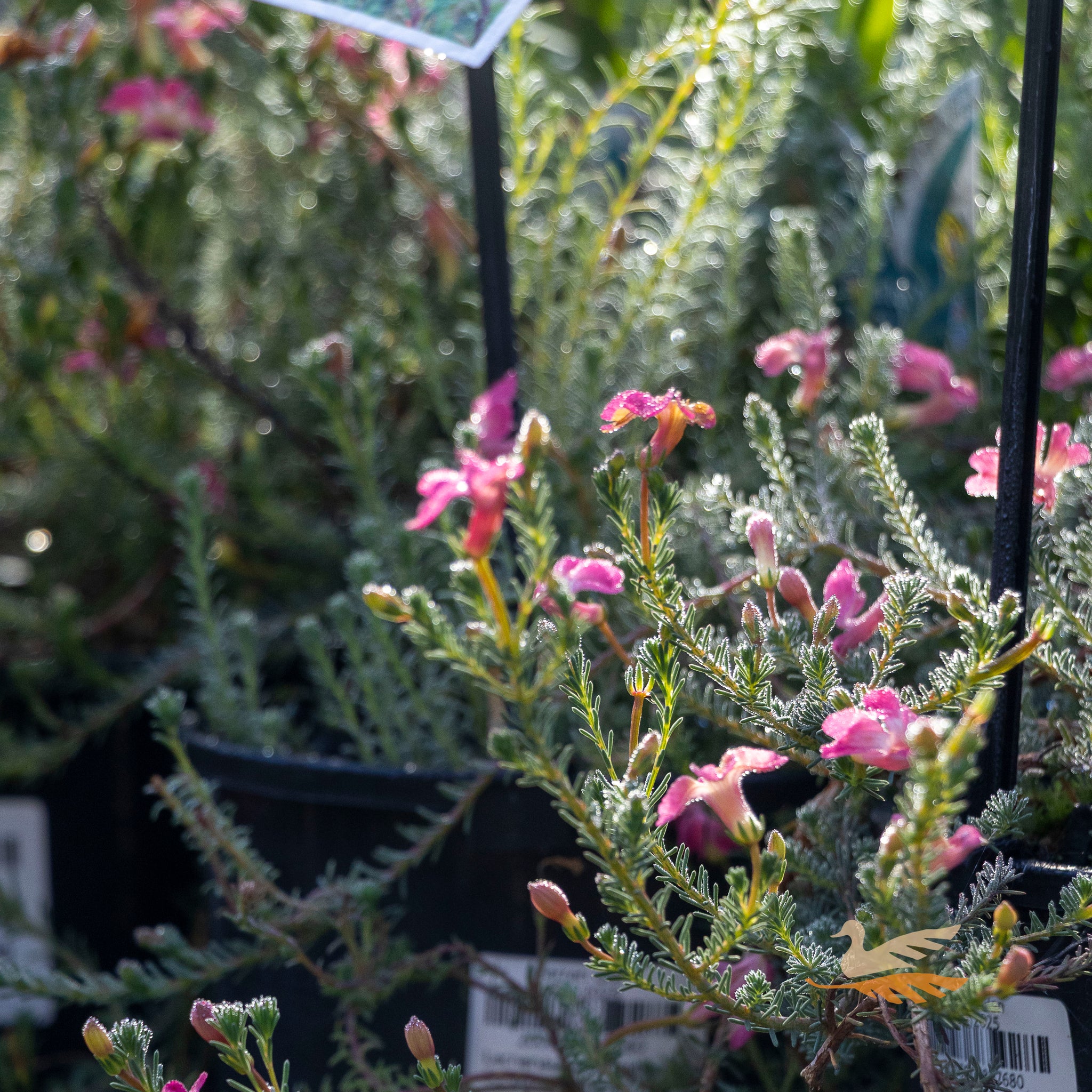 Lechenaultia Strawberry Sundae - 14cm Pot