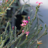 Lechenaultia Strawberry Sundae - 14cm Pot