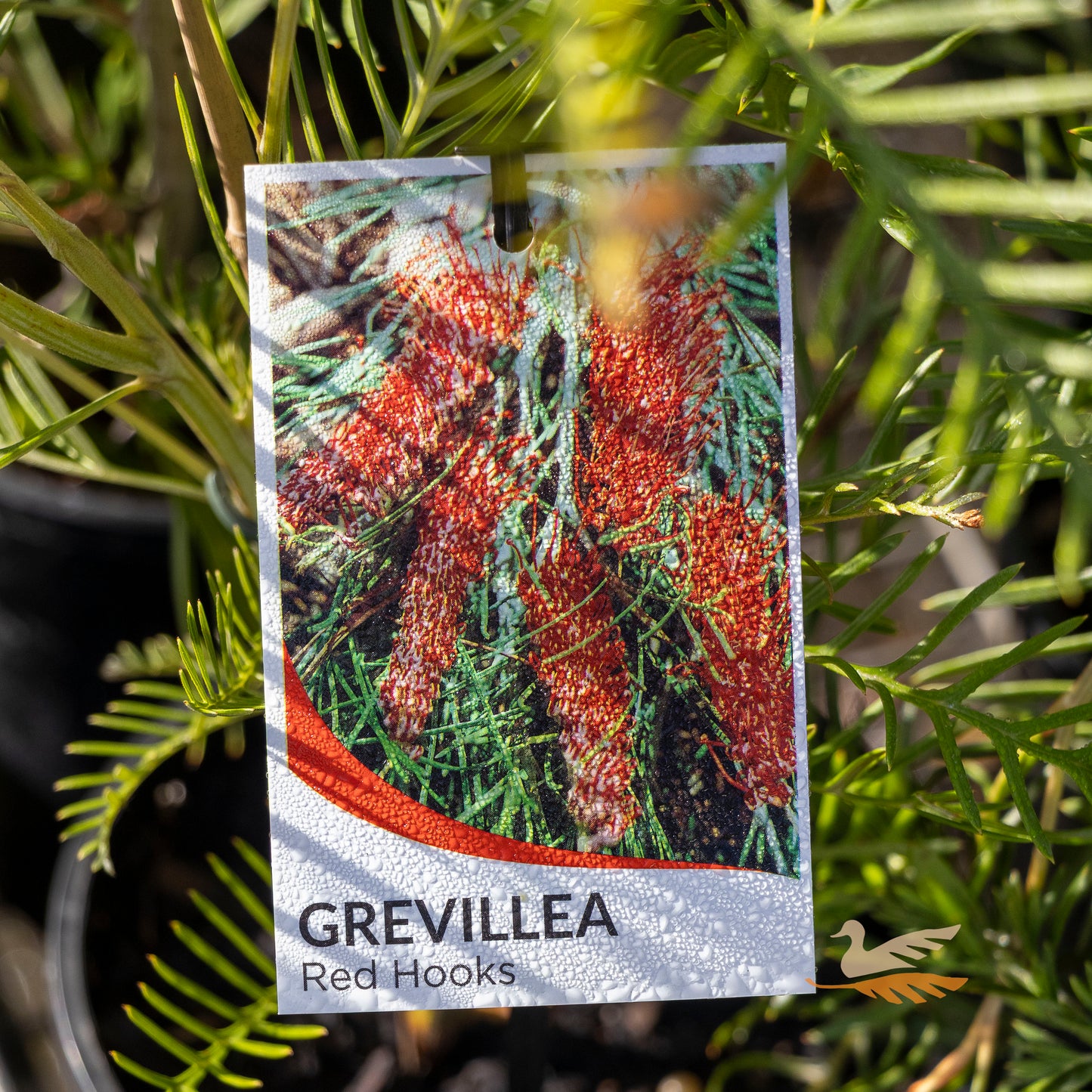 Grevillea Red Hooks - 14cm Pot