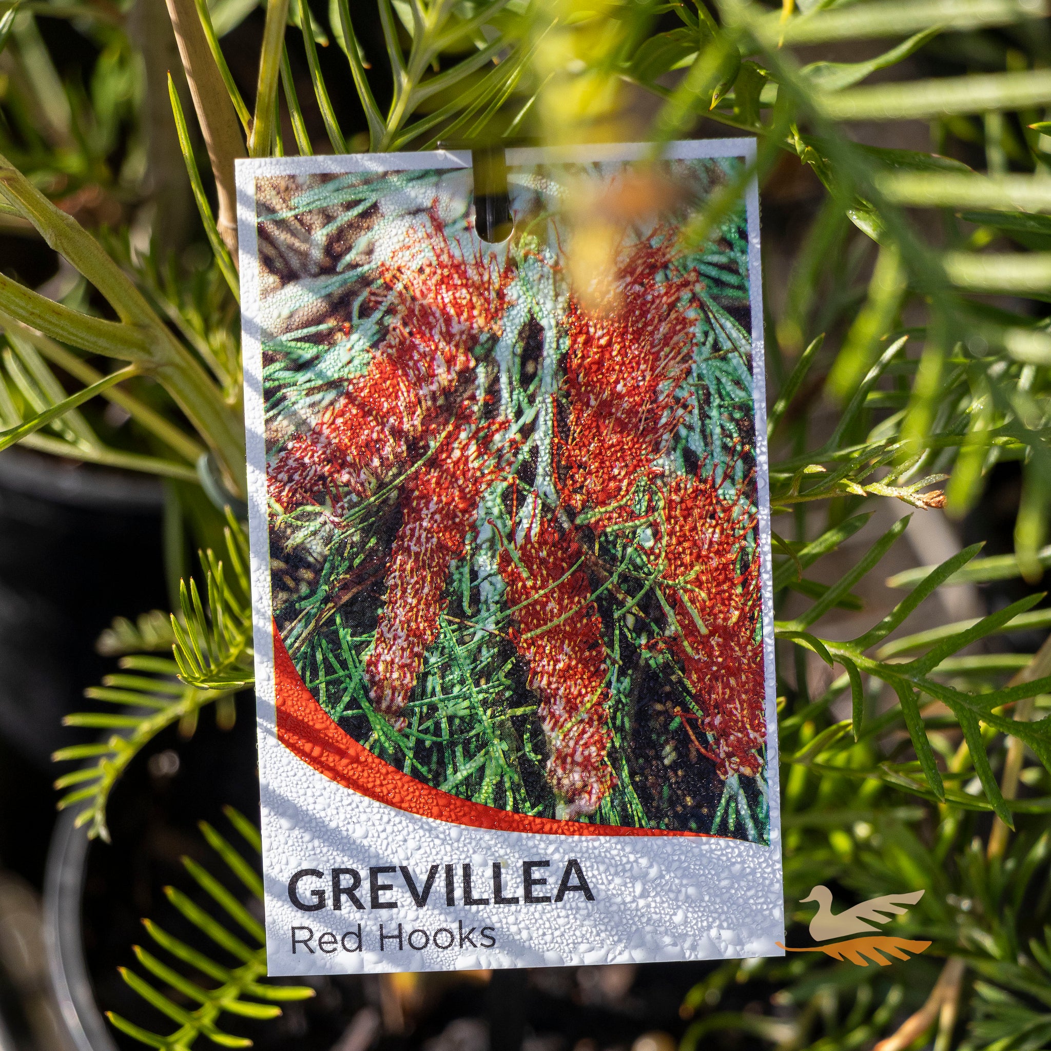 Grevillea Red Hooks - 14cm Pot