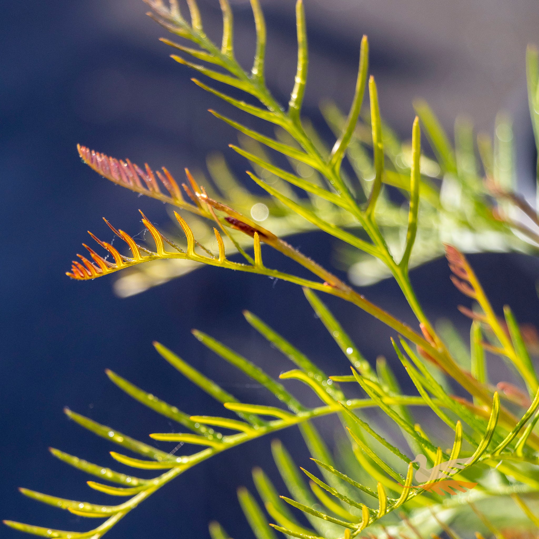 Grevillea Red Hooks - 14cm Pot