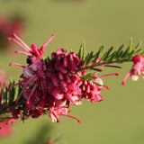 Grevillea Mt Tamboritha - 14cm Pot