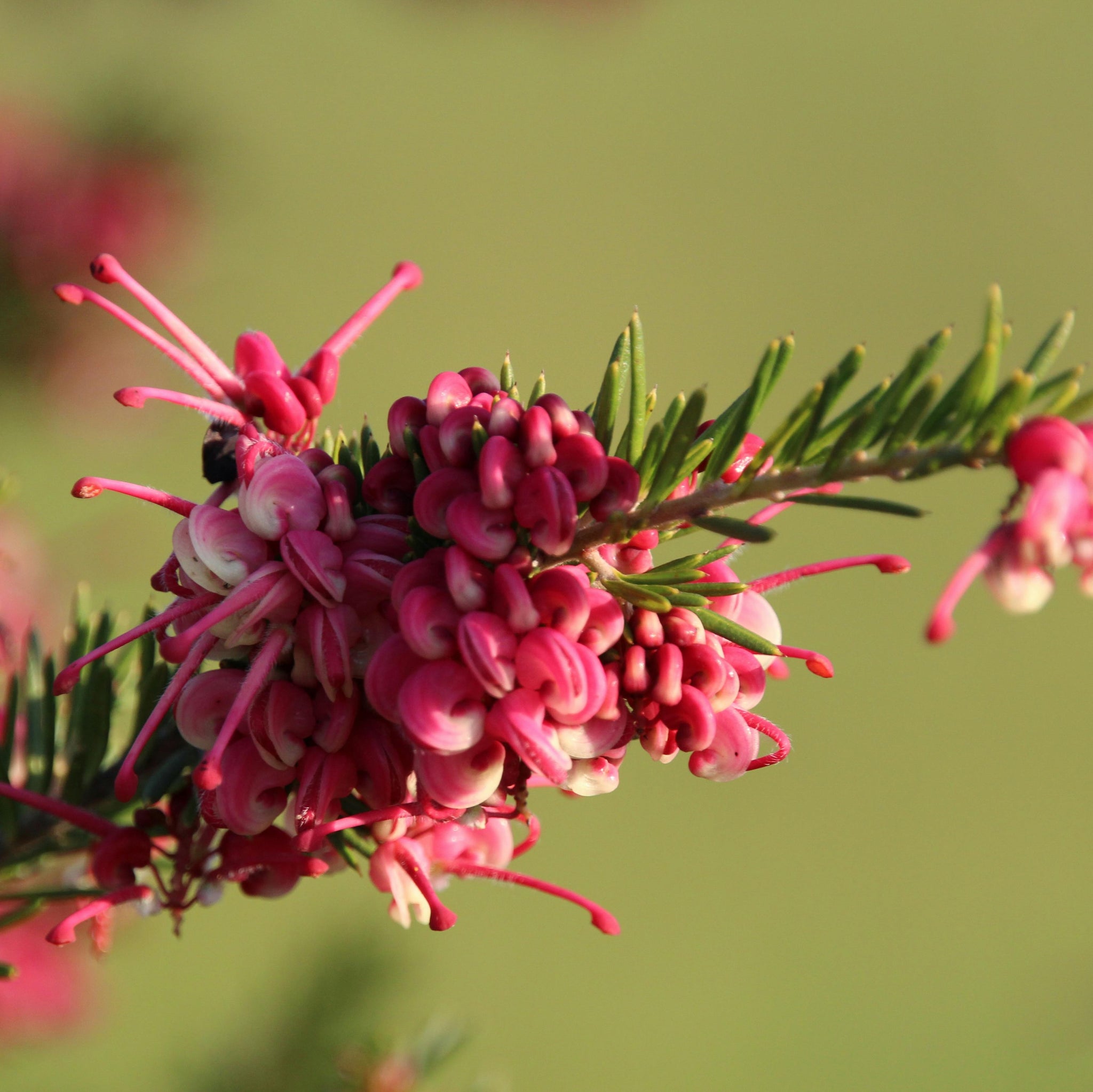 Grevillea Mt Tamboritha - 14cm Pot
