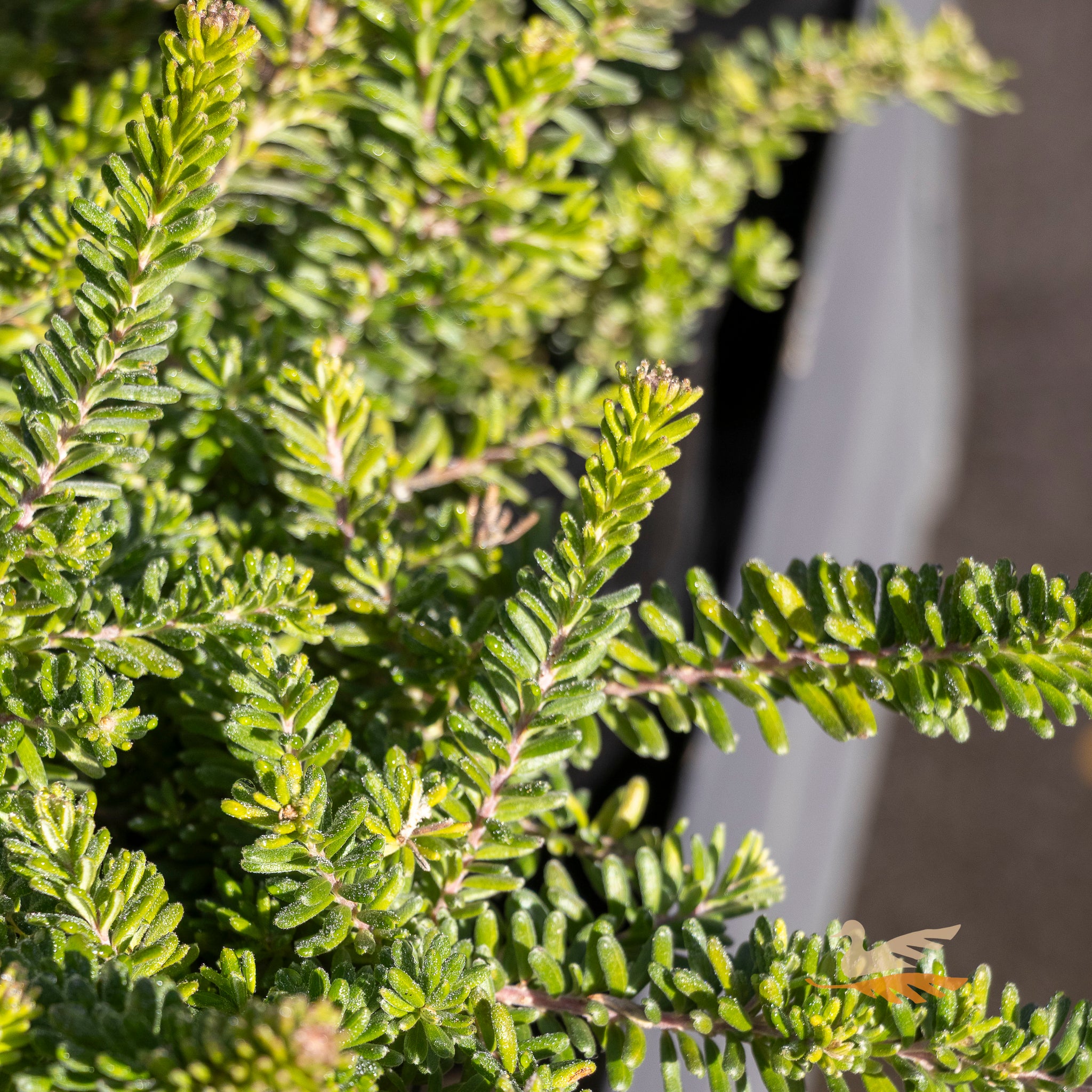 Grevillea Mt Tamboritha - 14cm Pot