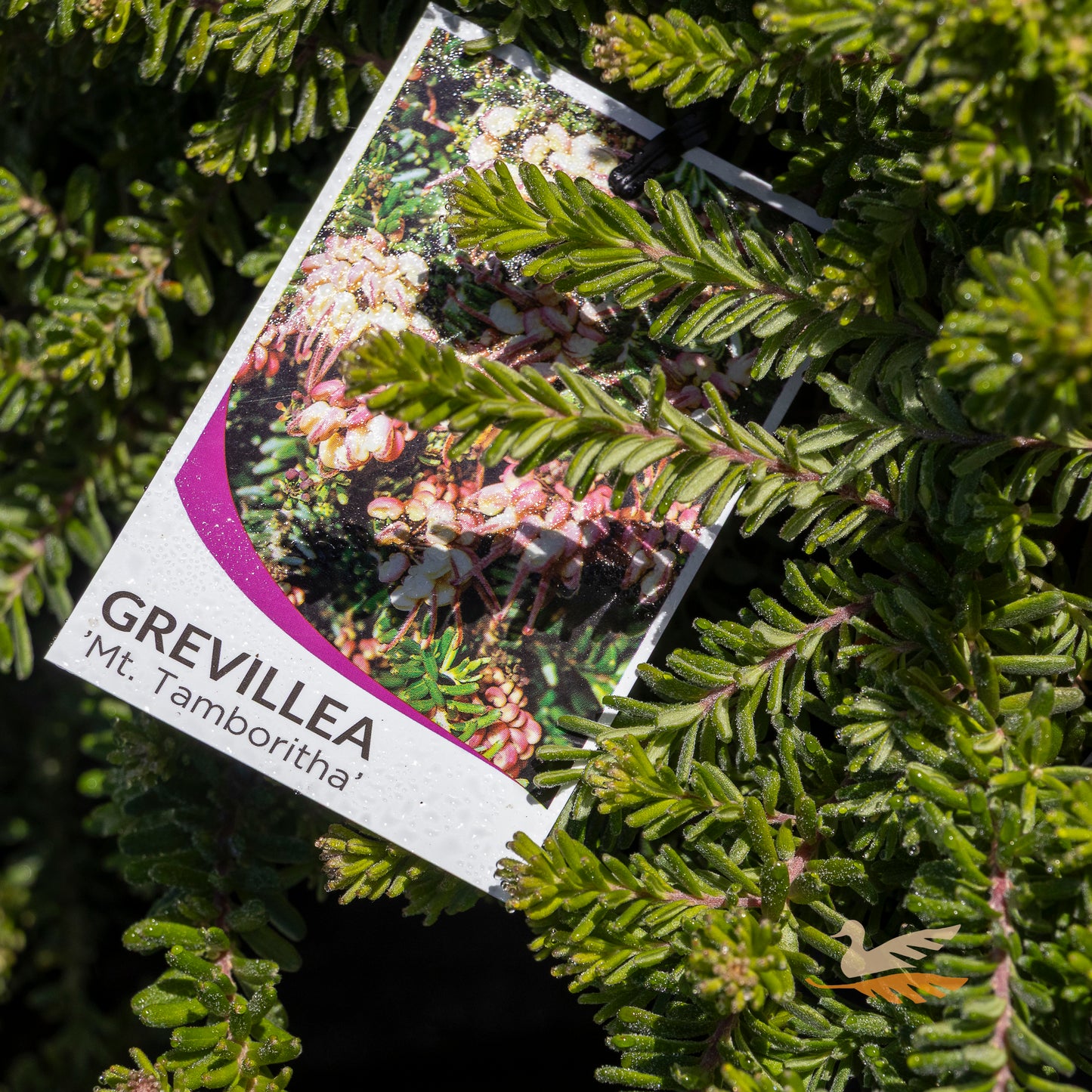 Grevillea Mt Tamboritha - 20cm Pot