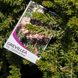 Grevillea Mt Tamboritha - 20cm Pot