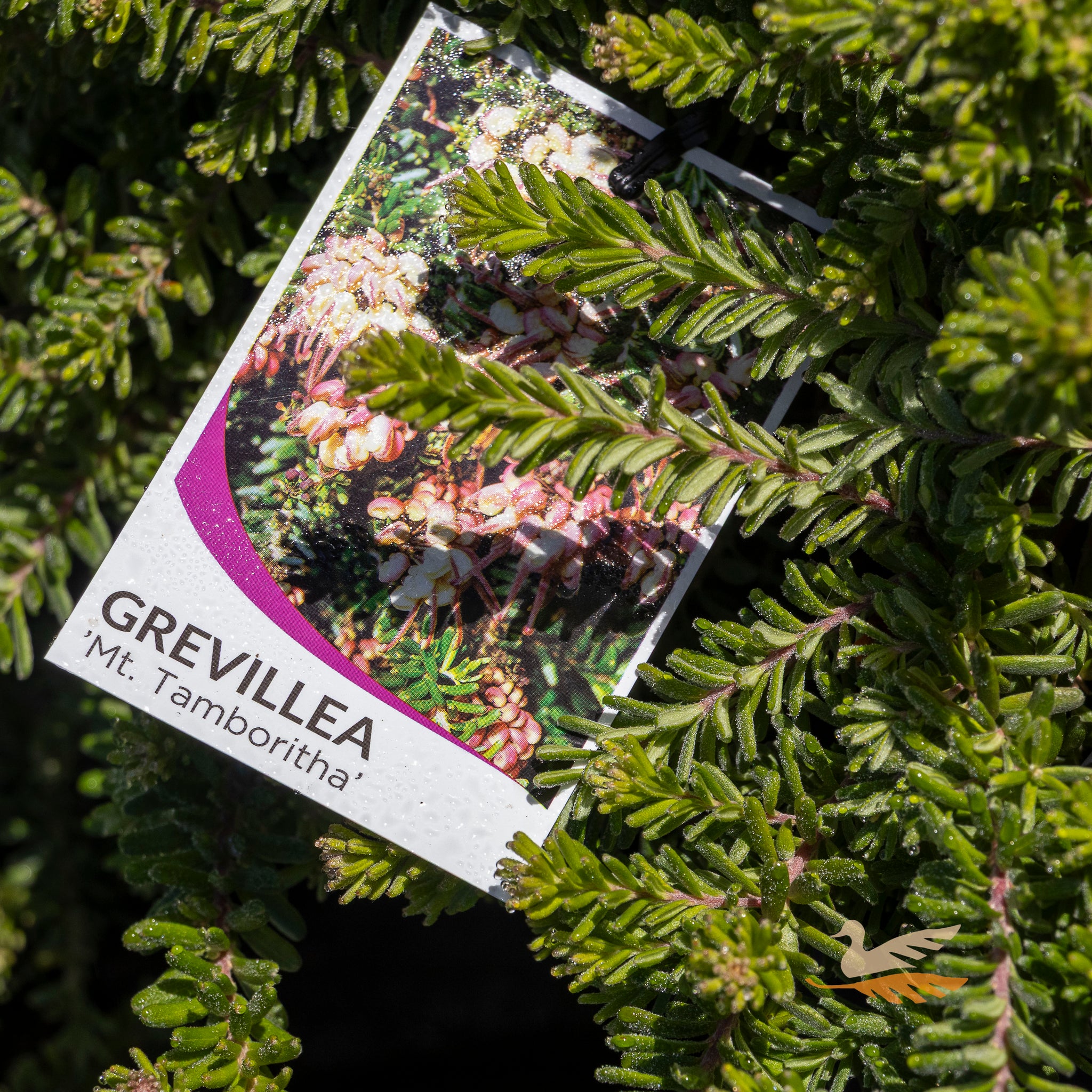 Grevillea Mt Tamboritha - 20cm Pot