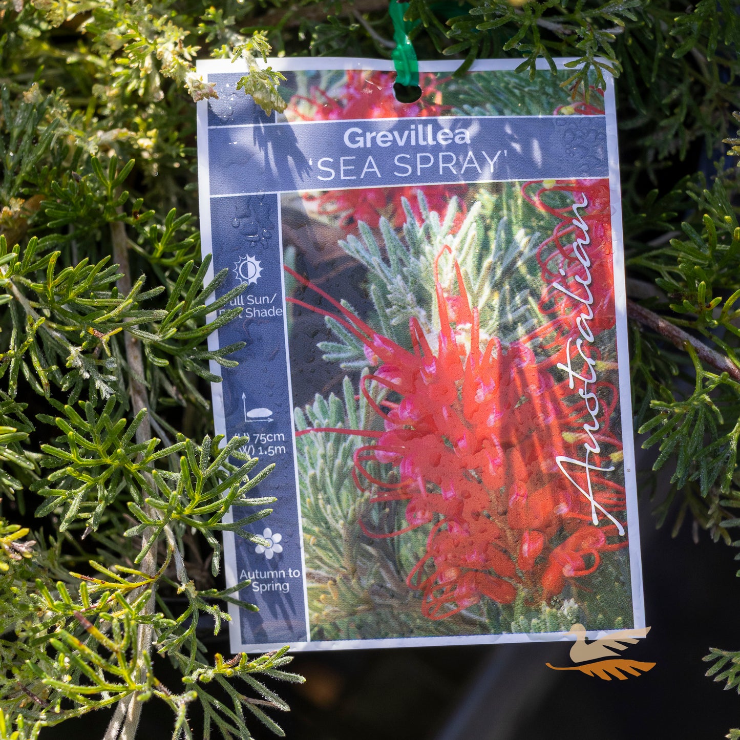 Grevillea Sea Spray - 20cm Pot