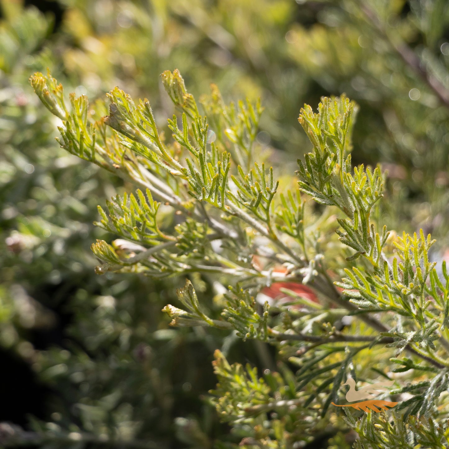 Grevillea Sea Spray - 20cm Pot