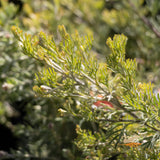 Grevillea Sea Spray - 20cm Pot