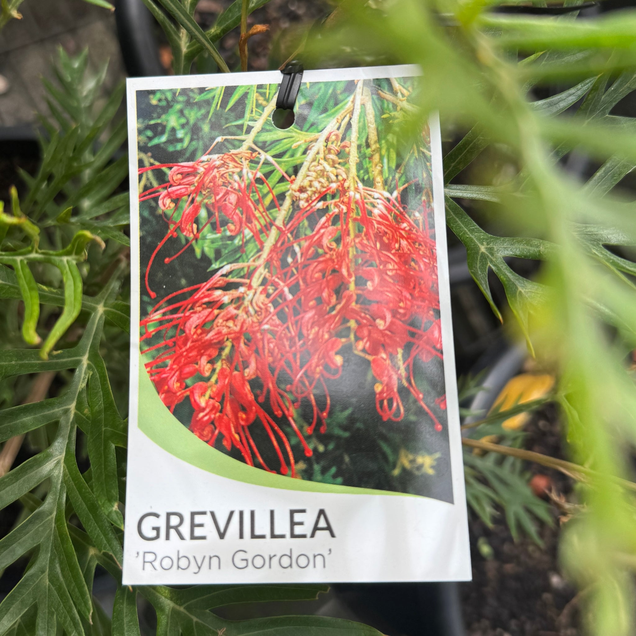 Grevillea Robyn Gordon - 20cm Pot