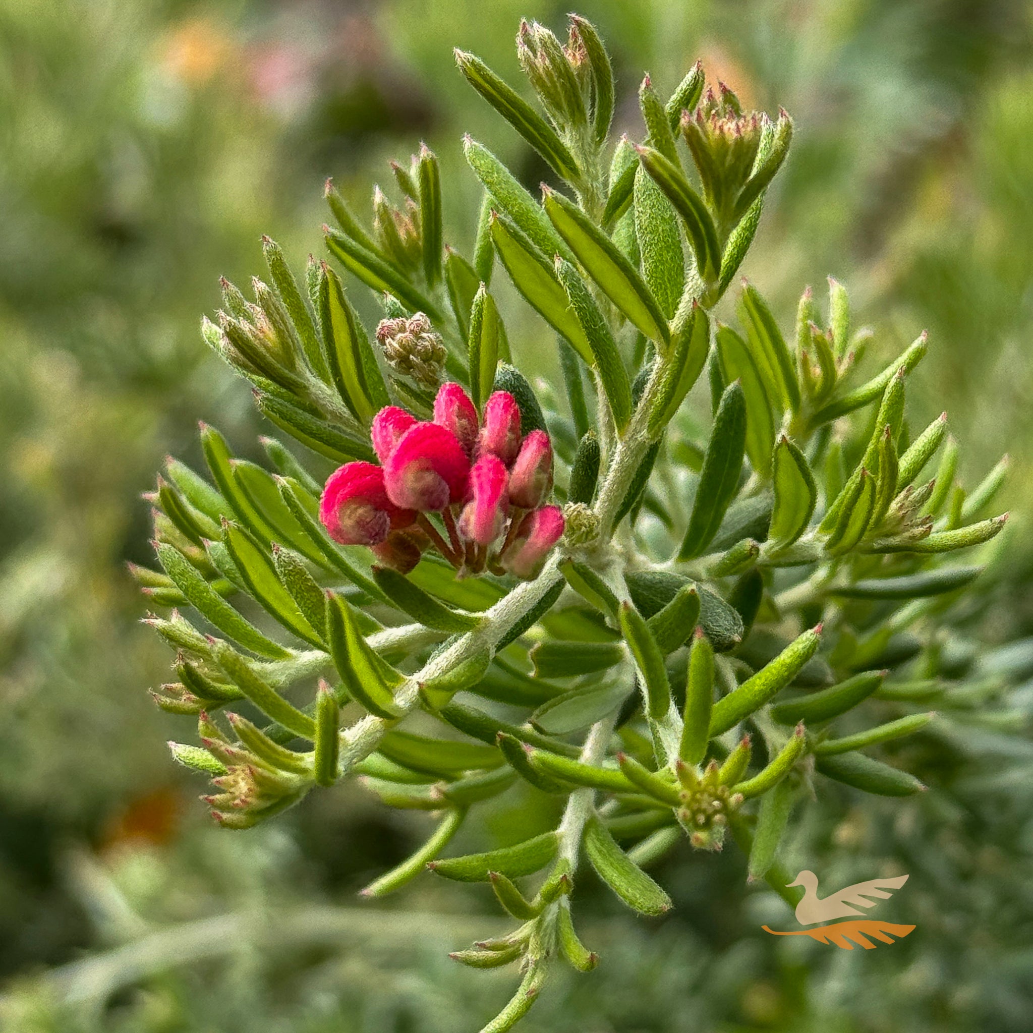 Grevillea Strawberry Smoothie - 20cm Pot
