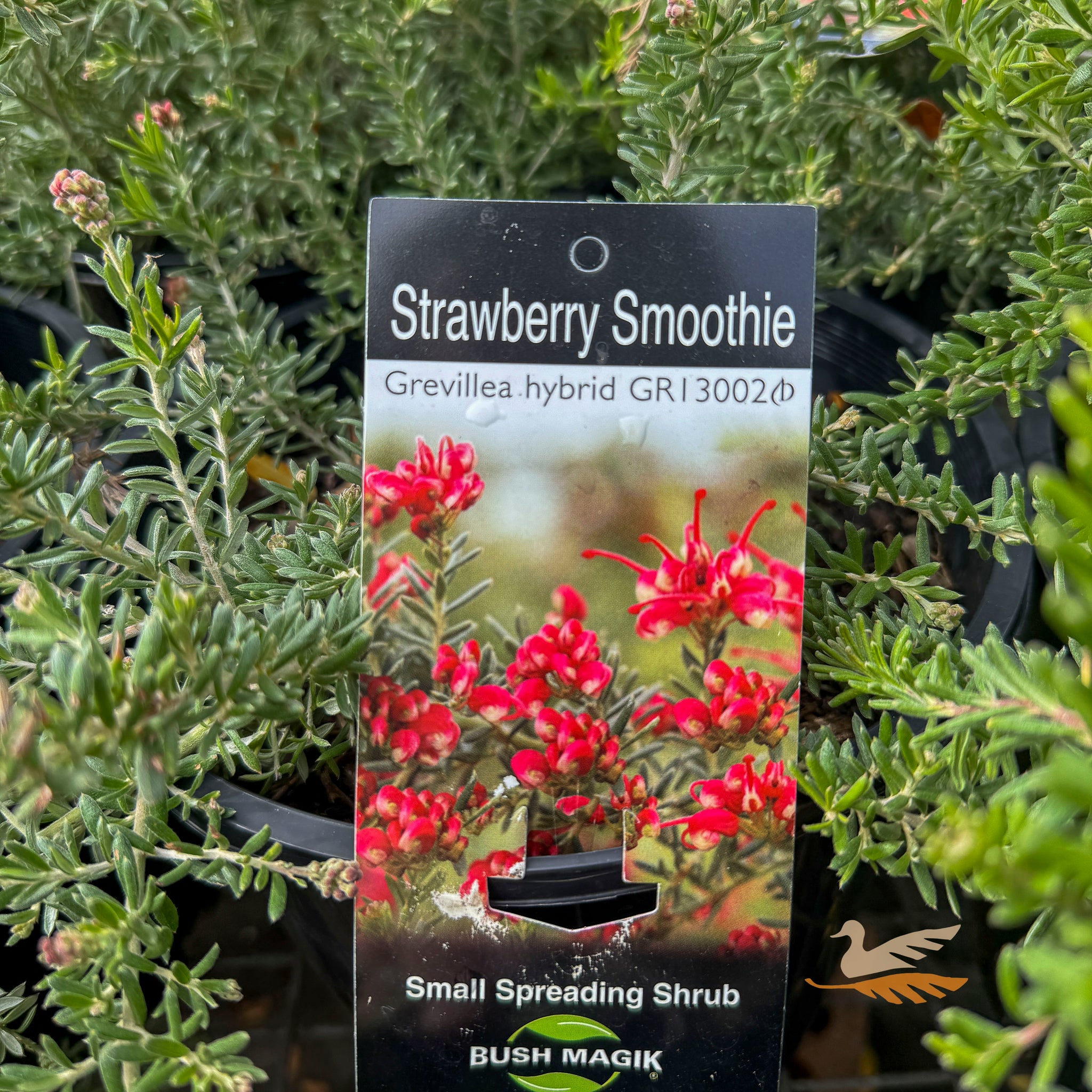 Grevillea Strawberry Smoothie - 20cm Pot
