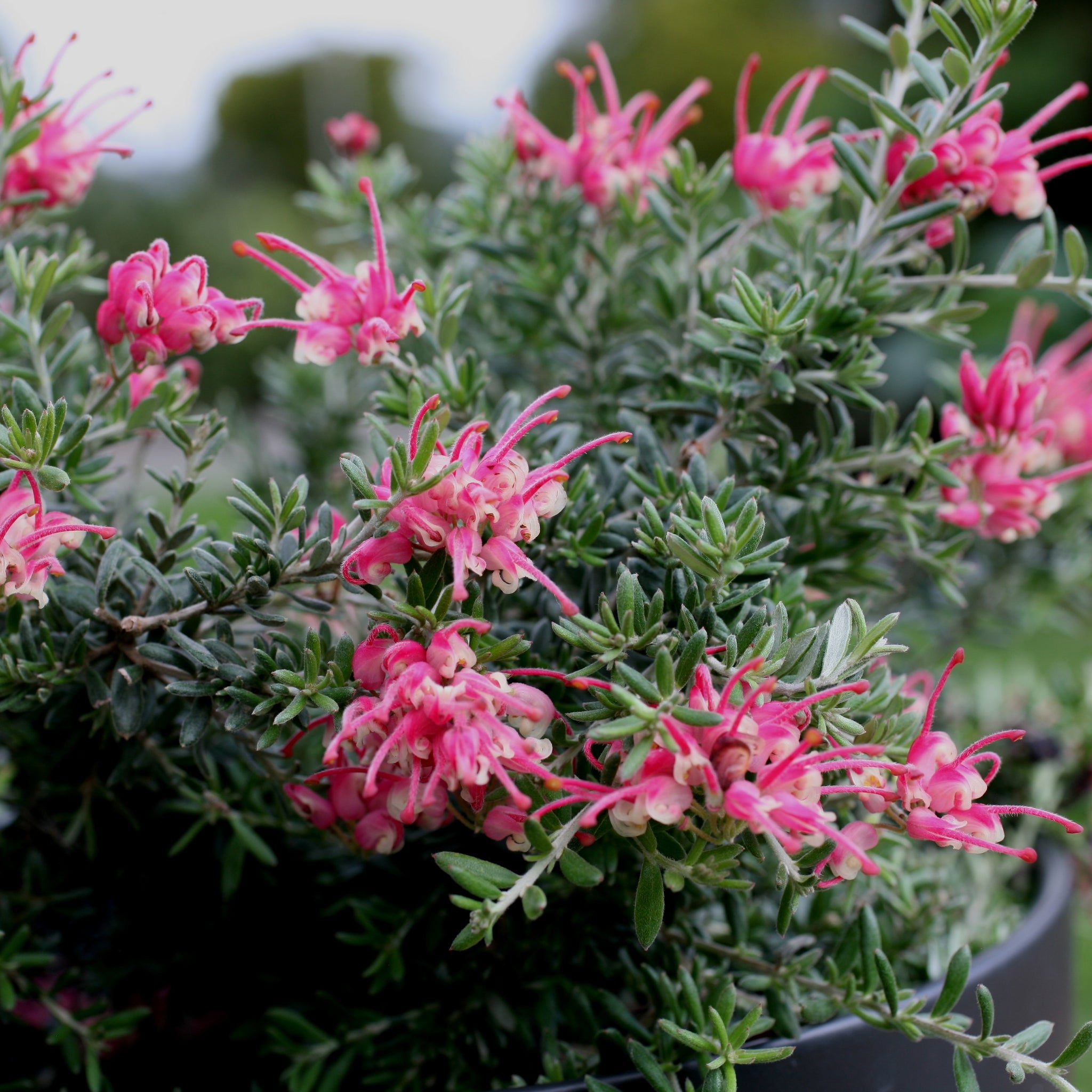 Grevillea Strawberry Smoothie - 20cm Pot