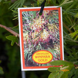 Grevillea Winpara Gold - 20cm Pot