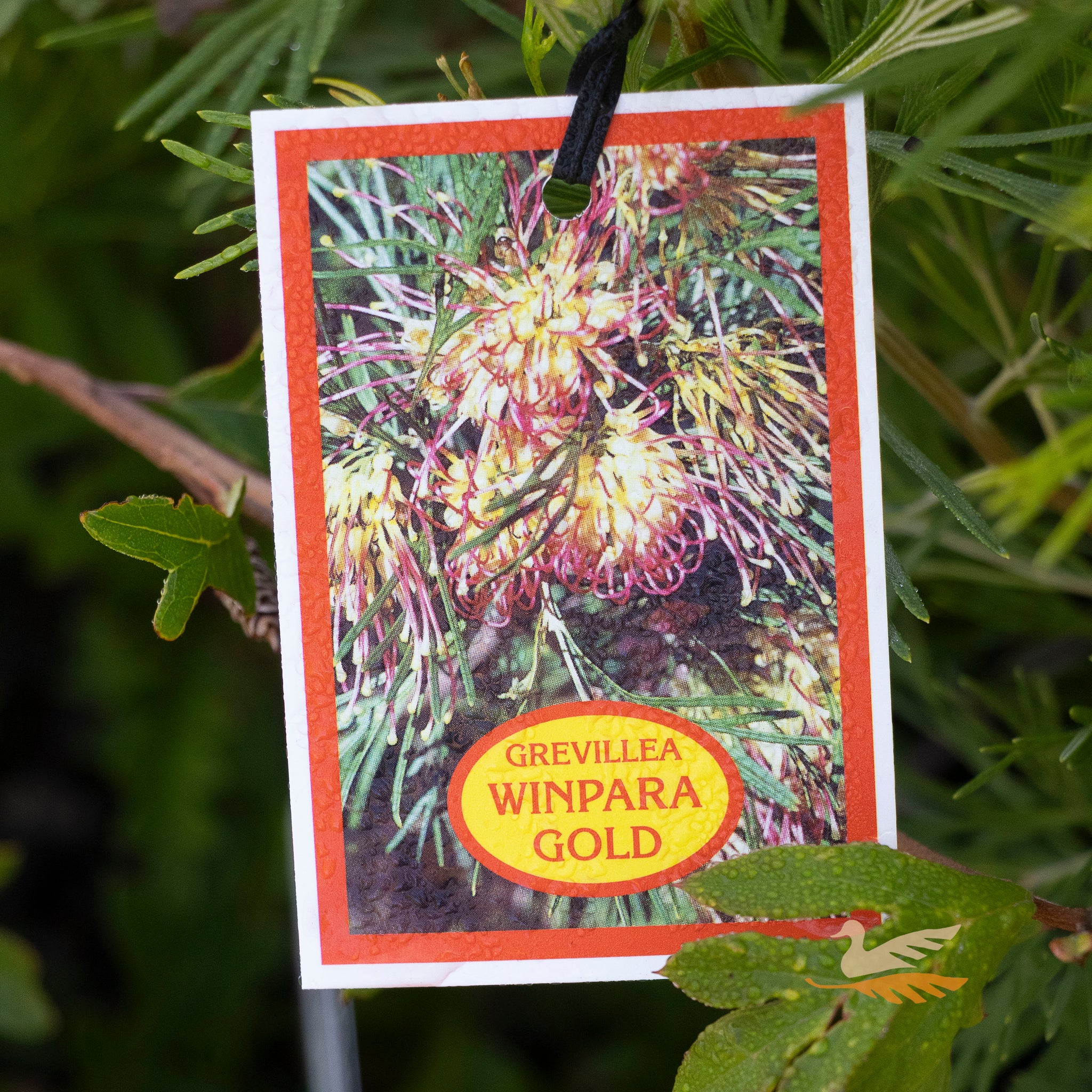 Grevillea Winpara Gold - 20cm Pot