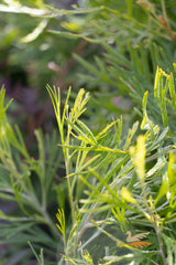 Grevillea Winpara Gold - 20cm Pot