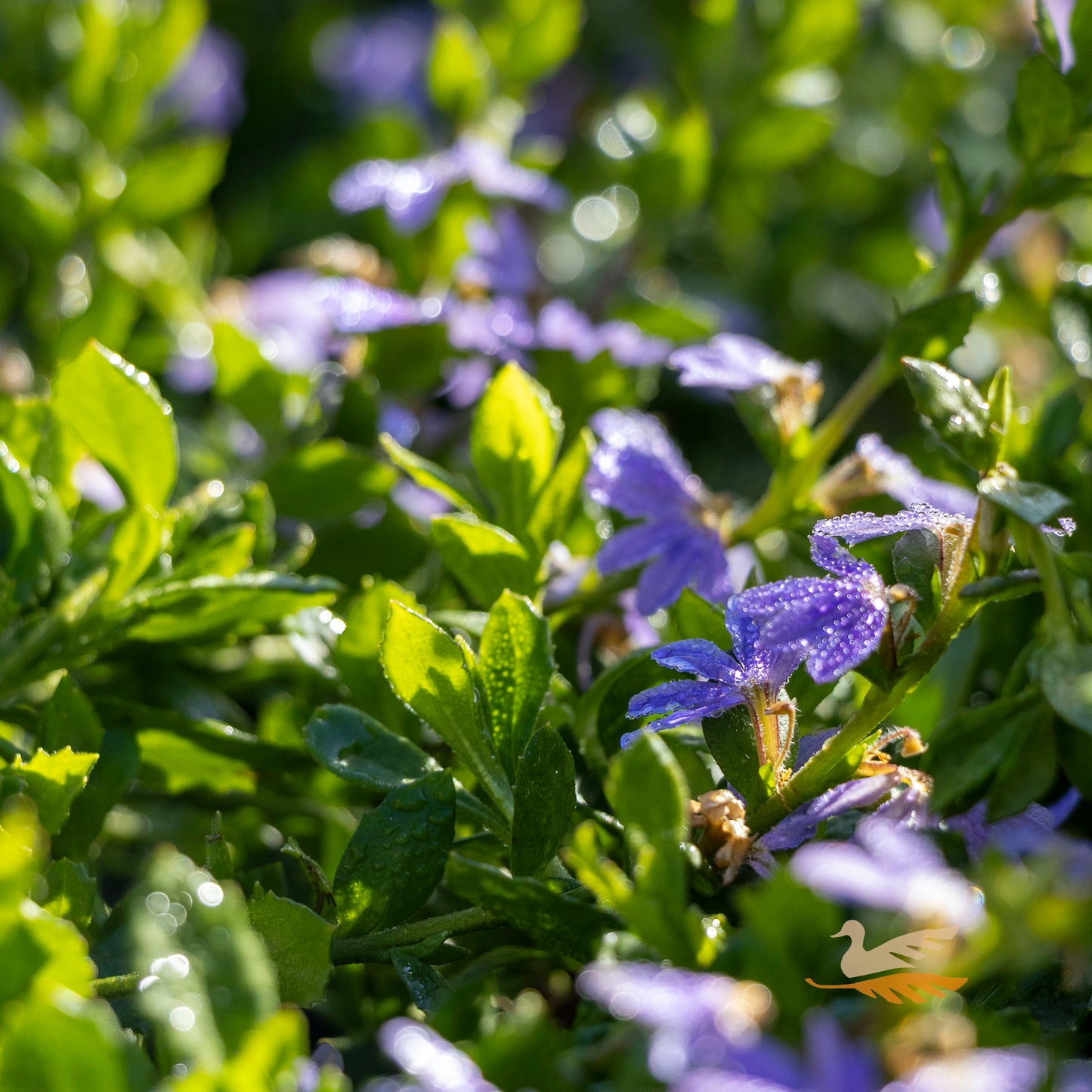 Scaevola Purple Fusion - 14cm Pot