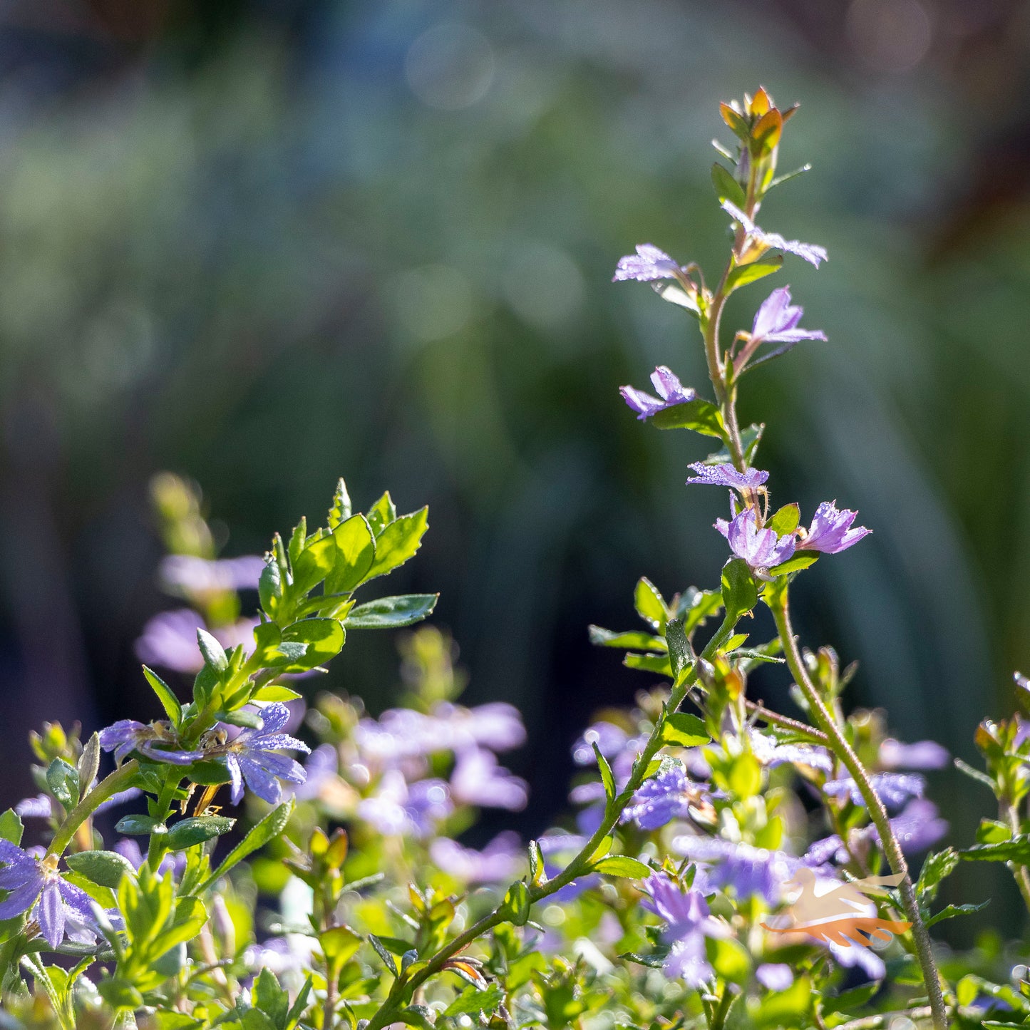 Scaevola Purple Fusion - 14cm Pot