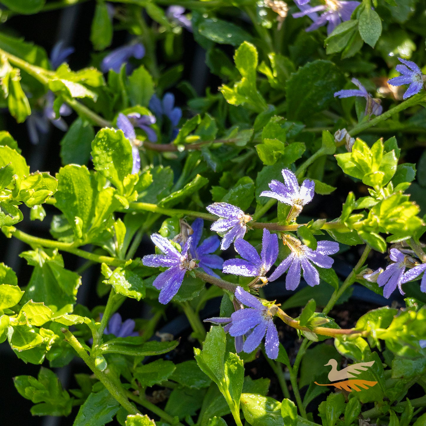 Scaevola Purple Fusion - 14cm Pot