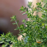 Westringia Jervis Gem Ball - 33cm Pot