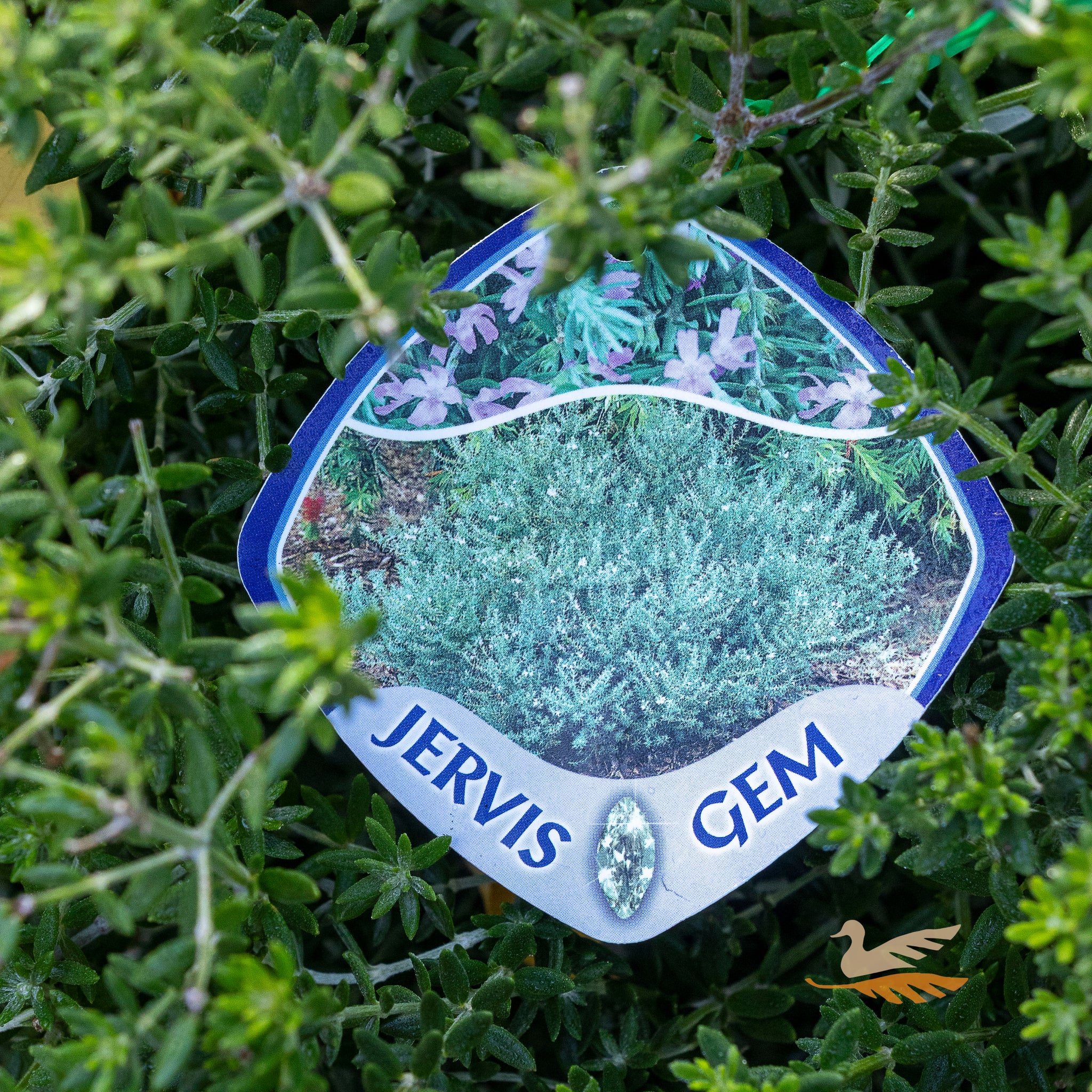 Westringia Jervis Gem Ball - 33cm Pot